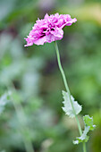 Papaver somniferum var. paeoniflorum 'Purple Peony'