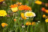 Calendula officinalis