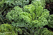 Brassica oleracea var. sabellica 'Half-high green herbaceous ruff'