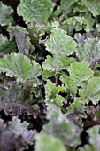 Brassica oleracea Flower-Sprout Mid