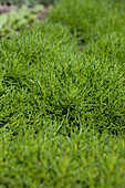 Santolina viridis (olive weed)
