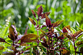 Ocimum basilicum 'Gourmet assortment