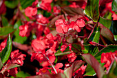 Begonia 'Super Olympia® Red' Begonia semperflorens