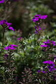 Sutera (Bacopa) cordata Veralena Purple 