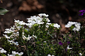 Sutera (Bacopa) cordata Veralena Rouge / Veralena Wedding White