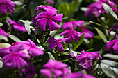 Vinca - Valiant Lilac 