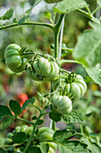 Solanum lycopersicum 'Costoluto Genovese'