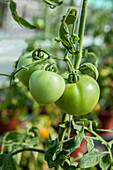 Solanum lycopersicum 'Marmandino One' F1