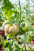 Solanum lycopersicum 'Brandywine'