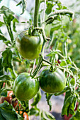 Solanum lycopersicum 'Russische' (Russian)
