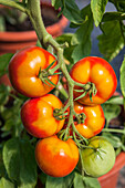 Solanum lycopersicum 'Goldene Königin'