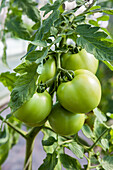 Solanum lycopersicum 'Cristal F1' bio