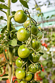 Solanum lycopersicum 'Lybaobao'