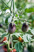 Solanum lycopersicum 'Indigo Pear Drops'