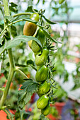 Solanum lycopersicum Floridity F1