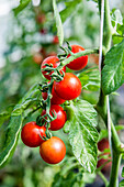 Solanum lycopersicum 'Tomaccio'