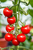 Solanum lycopersicum Supersweet 100 F1