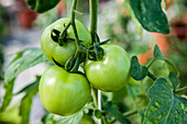 Solanum lycopersicum 'Cristal'