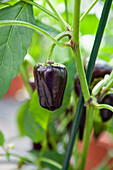 Capsicum annuum 'Purple Patio F1'