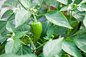 Capsicum annuum 'Red Arrow' F1