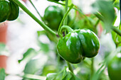 Capsicum annuum 'Sweetonia Chocolate'