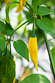 Capsicum annuum 'Max'