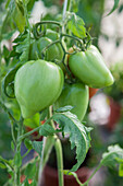 Solanum lycopersicum