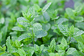 Mentha hybrida 'Manzana'