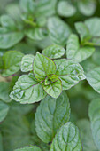 Mentha x piperita 'Grapefruit'