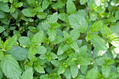 Mentha spicata 'Swiss Mint' 