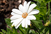 Osteospermum ecklonis 'Akila® Daisy White'