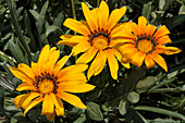 Gazania rigens 'Sunshine'