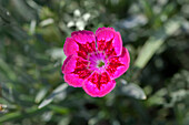 Dianthus