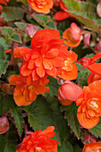 Begonia x hybrida 'Apadana Orange'