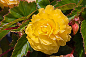 Begonia x hybrida 'Apadana Yellow'