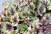 Begonia rex 'Painter's Palette'
