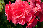 Begonia x tuberhybrida 'Primary' Pink Shades