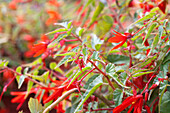 Begonia boliviensis 'Santa Cruz® Sunset'