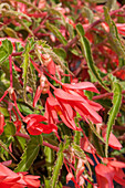 Begonia boliviensis San Francisco