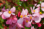 Begonia 'Baby Wing Pink