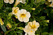 Calibrachoa 'Noa' Banana