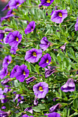 Calibrachoa 'Noa' Blue Legend