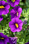 Calibrachoa 'Noa' Deep Purple