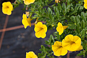 Calibrachoa 'Noa' Sunlight