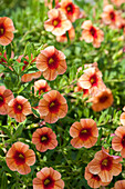 Calibrachoa 'Noa' Sunset