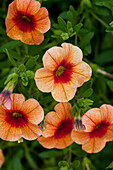 Calibrachoa 'Noa'™ Sunset