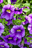 Calibrachoa 'Noa' Violet