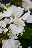 Pelargonium zonale Dark Astra