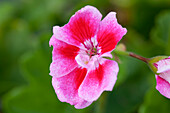 Pelargonium zonale Flower Fairy Rose