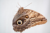 Schmetterling